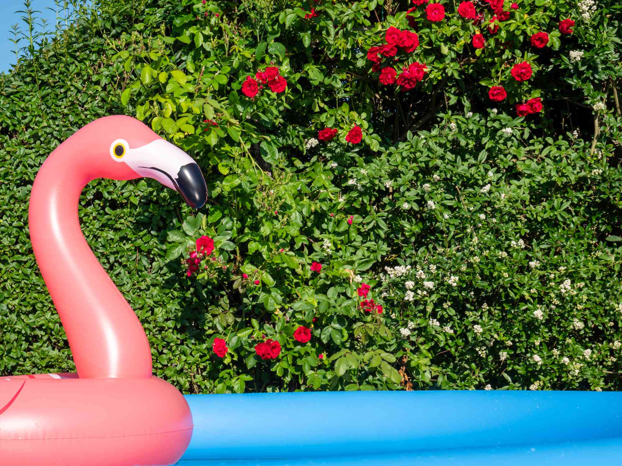夏天，以玫瑰为背景的火烈鸟和花园游泳池