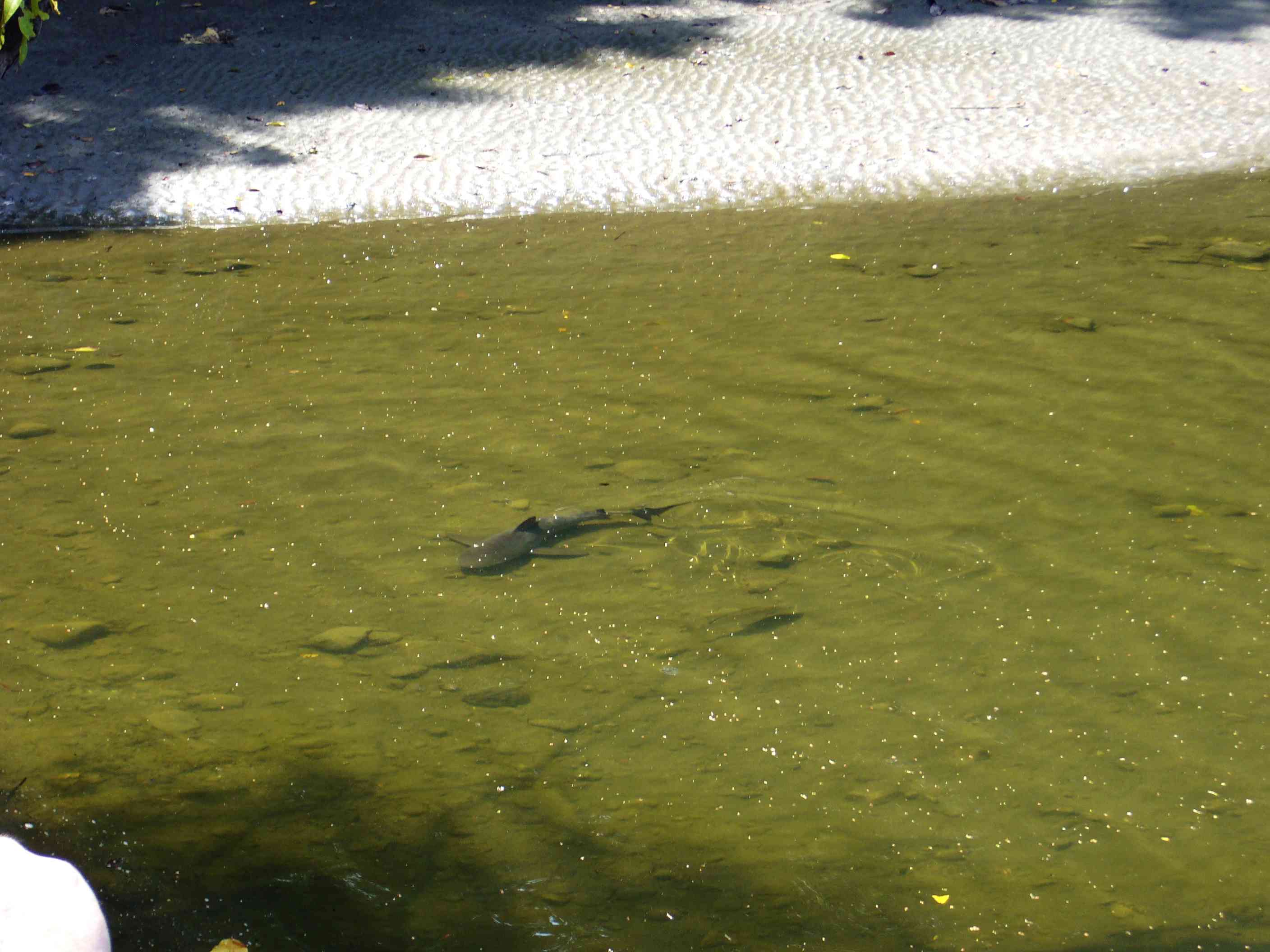 在哥斯达黎加的科尔科瓦多国家公园，一头牛鲨游过一条河。＂width=