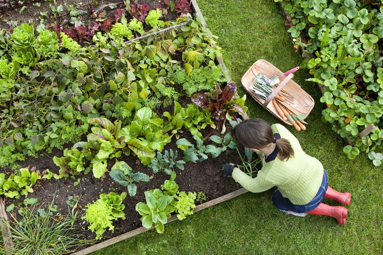 女人在菜园里挖土的俯拍