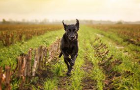 在田野里奔跑的拉布拉多犬