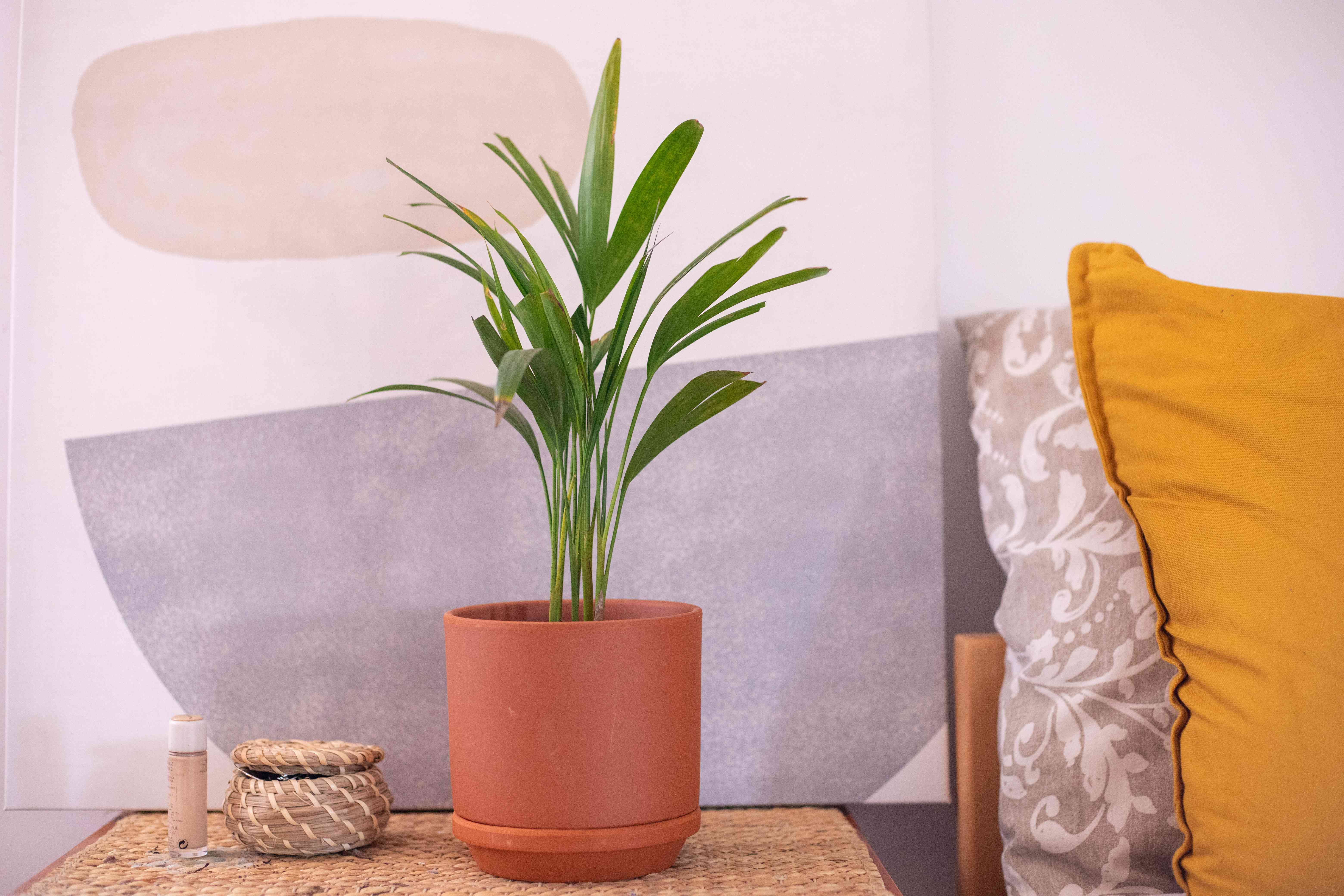 槟榔棕榈植物在暗橙色花盆前的现代艺术和枕头＂width=