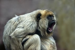 Female howler monkey