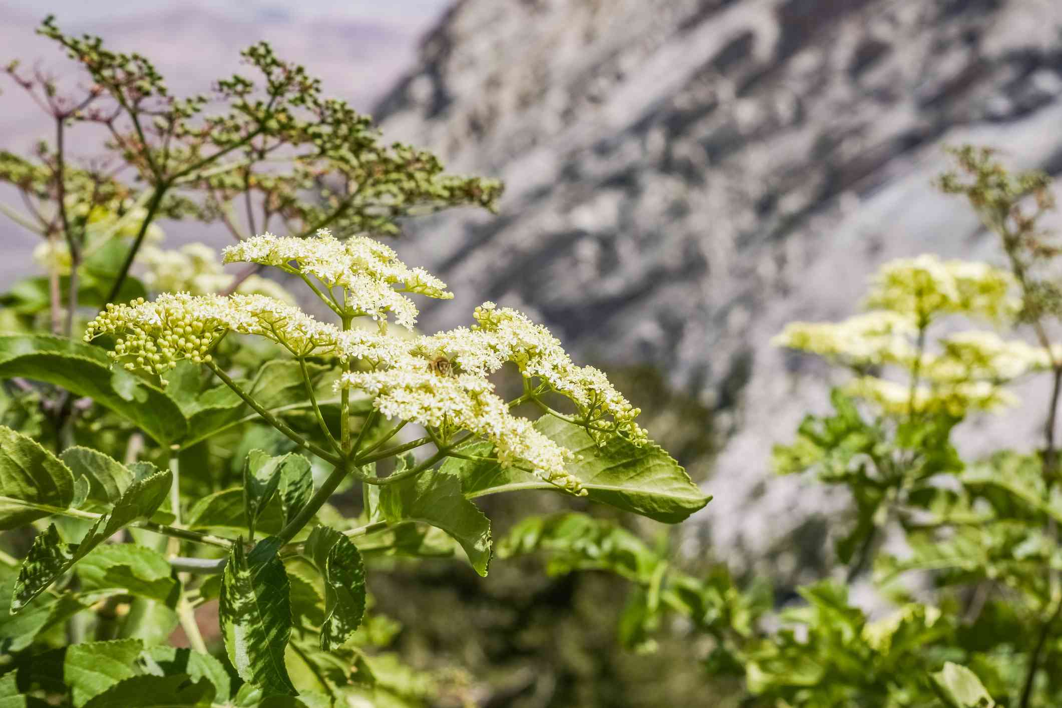 Sambucus nigra ssp caerulea或蓝色接骨木