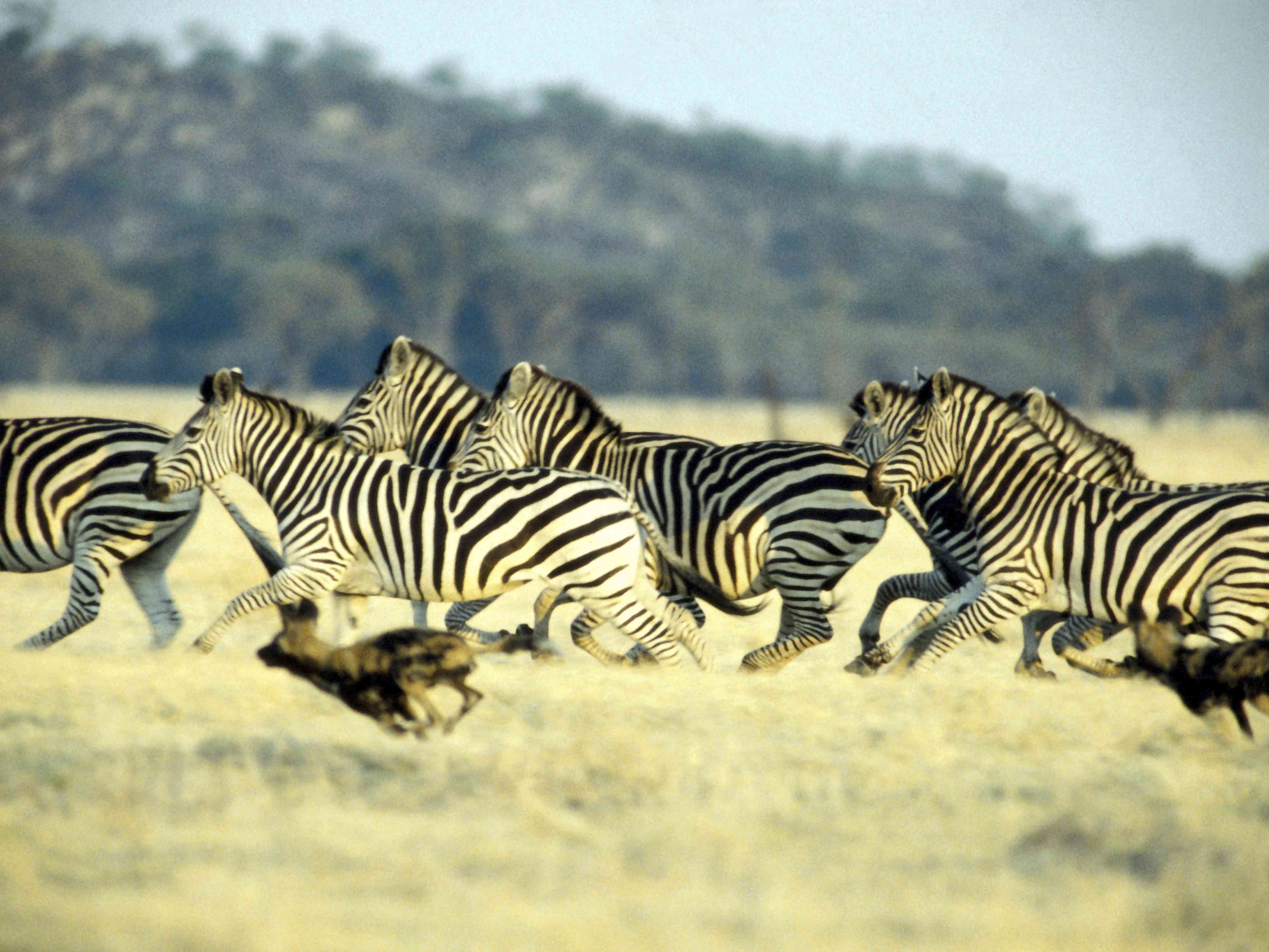 野狗在非洲大草原上追逐斑马
