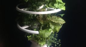 Lettuce Grow Farmstand