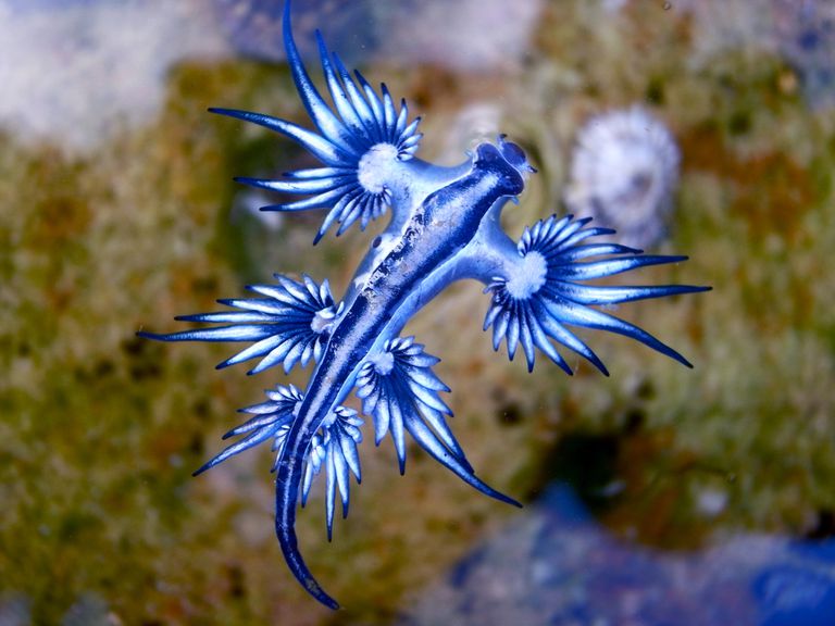 蓝色海sl浮在水上