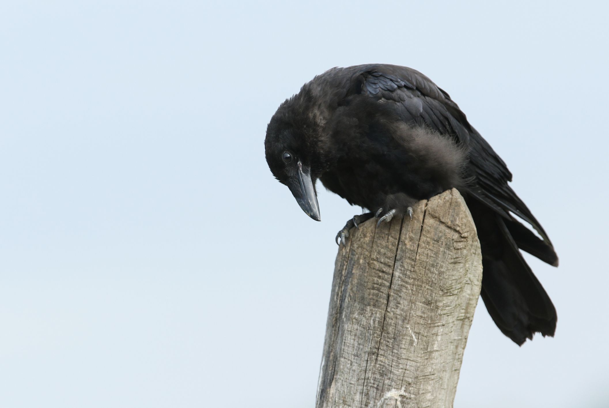乌黑的乌鸦栖息在木柱上，俯视着地面