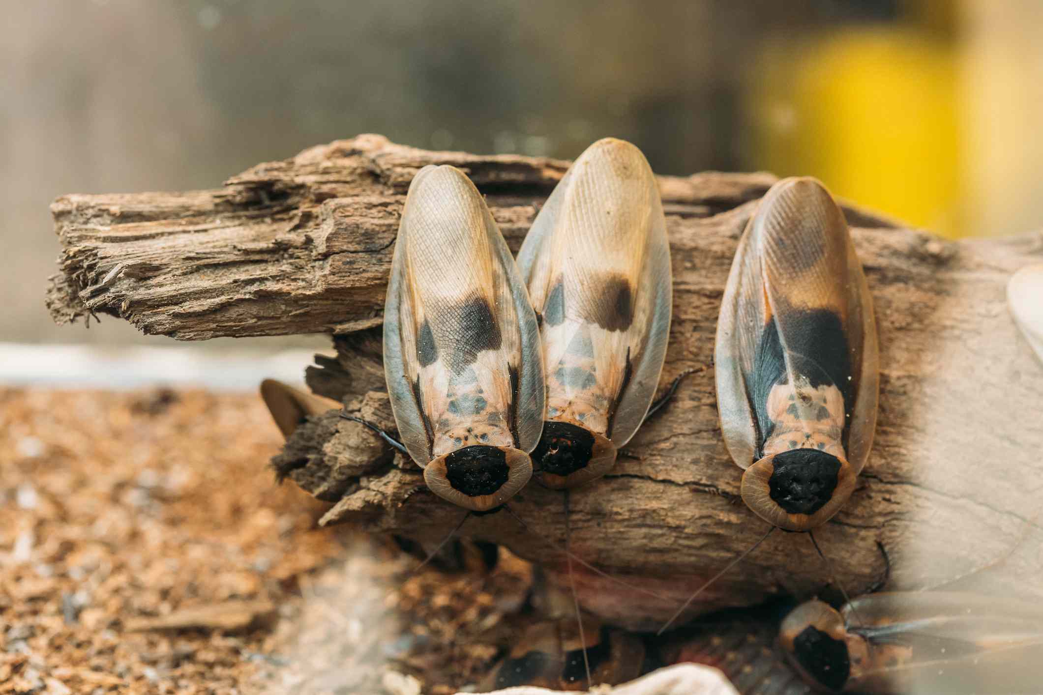 死蟑螂的头或Blaberus Craniifer是一只蟑螂,类似于铁饼状的蟑螂。”width=