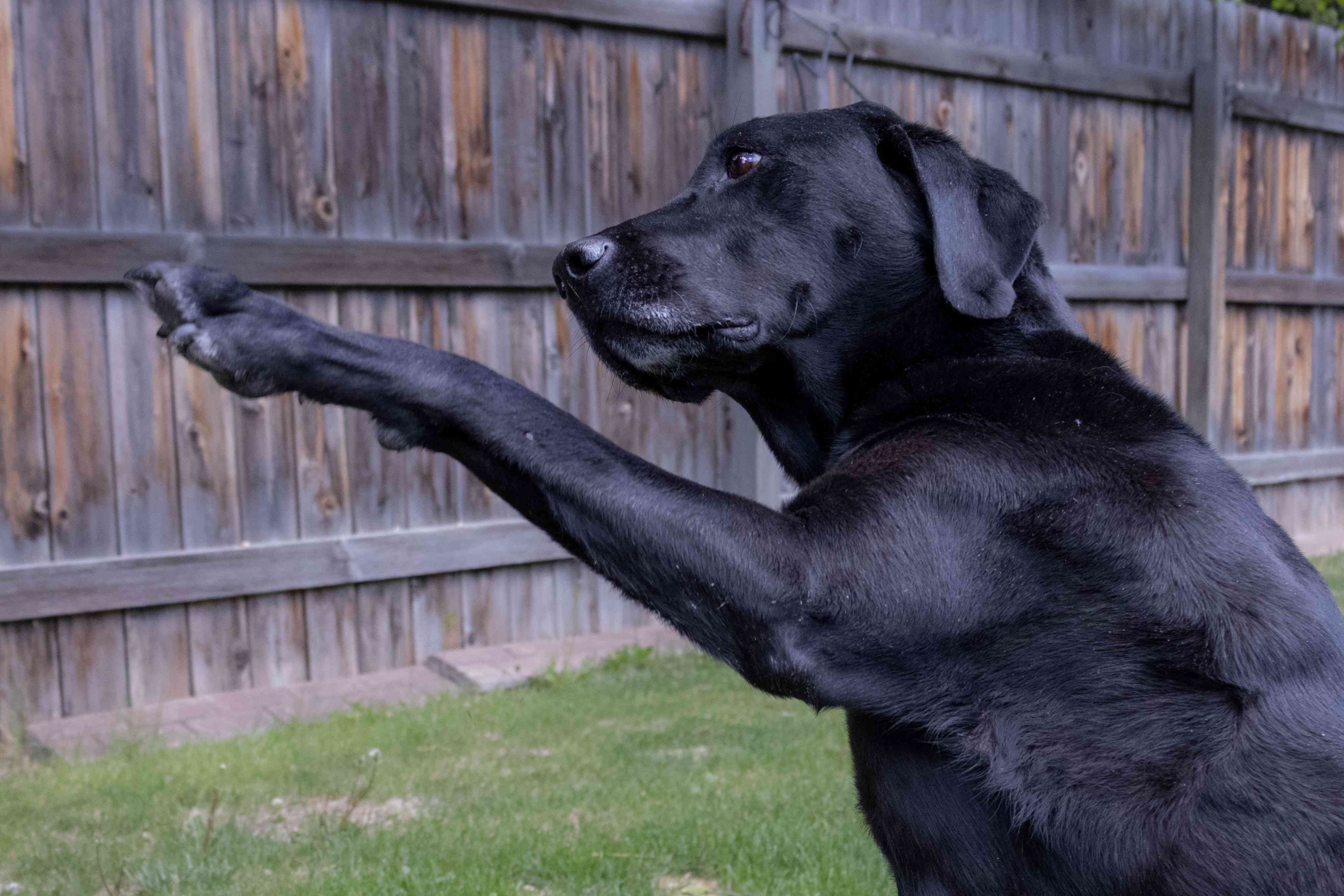 较老的黑人实验室狗的练习在外面时用左爪子接触