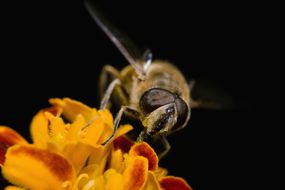 食蚜蝇和花