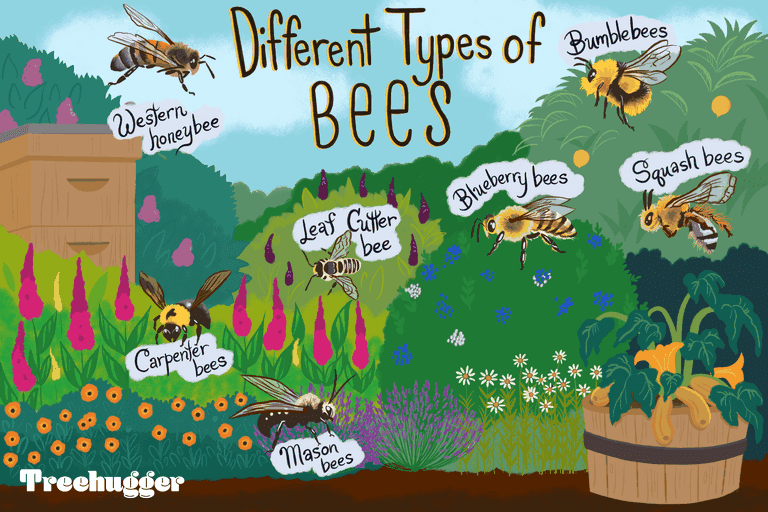 彩色插图展示了一个彩色花园中的七种蜜蜂＂class=