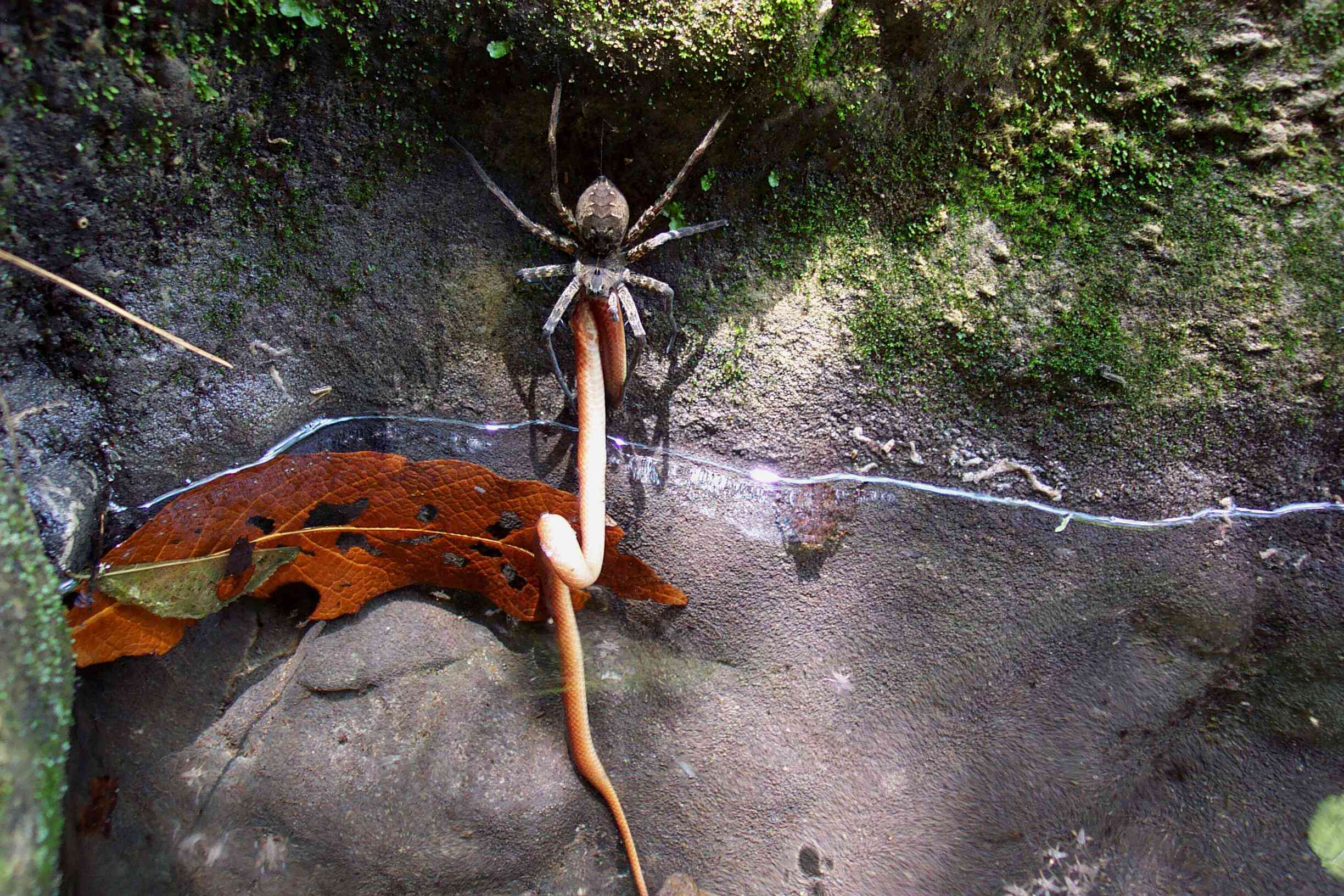 捕鱼蜘蛛捕食一种中美洲的穴居蛇