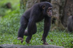 年轻的雄性黑猩猩用手在草丛中奔跑＂width=