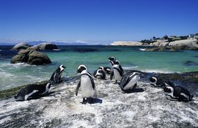 南非西蒙镇巨石滩的岩石上，非洲企鹅