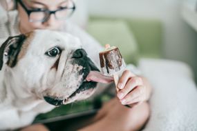 斗牛犬舔冰棒棍上的冷冻治疗。