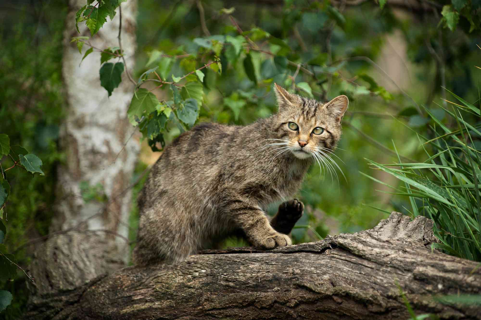 苏格兰野猫在树上