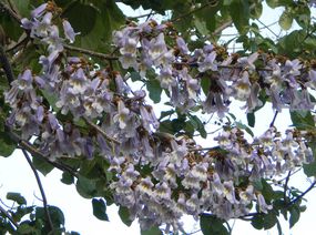 皇家泡桐紫色花朵和绿叶挂在树上。