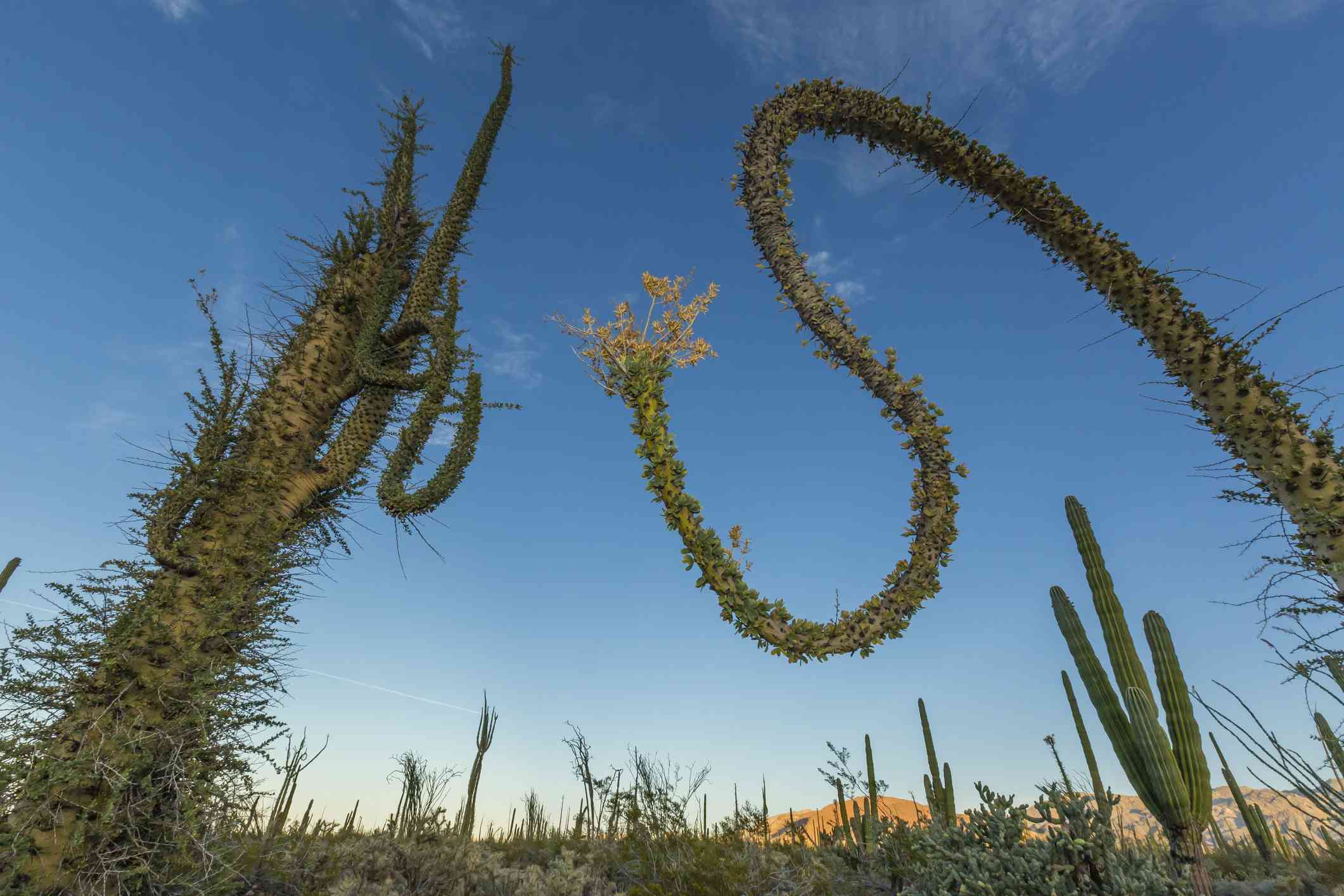 布珠树(Fouquieria columnaris)