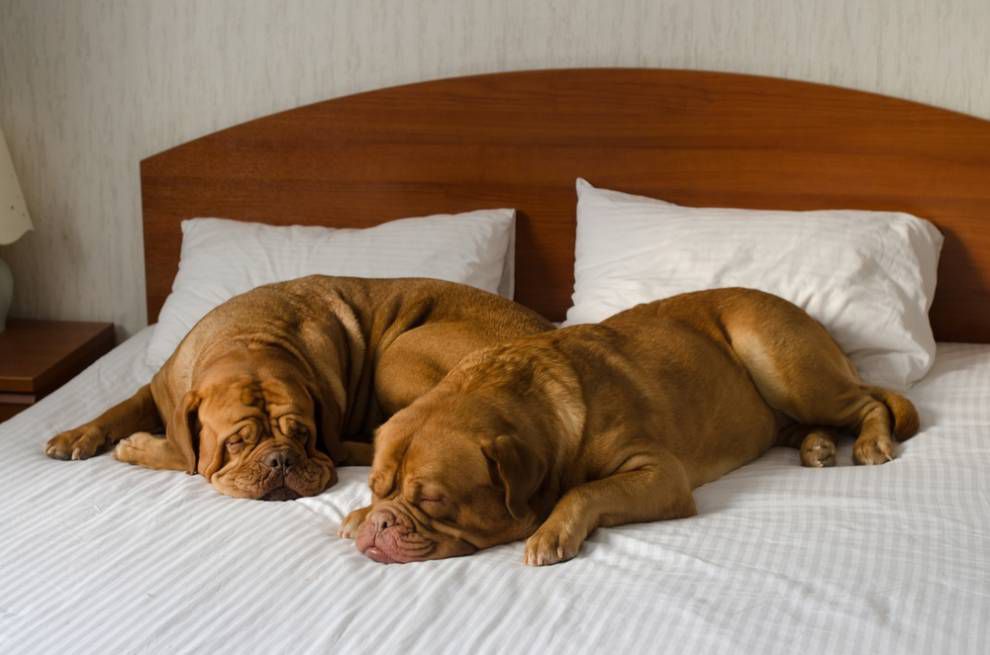 Dogue de Bordeaux睡在床上＂width=