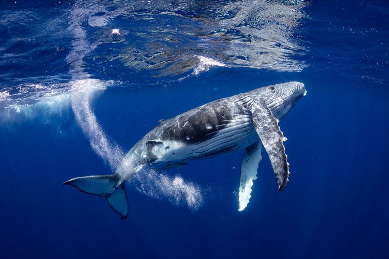 水下的座头鲸。＂class=
