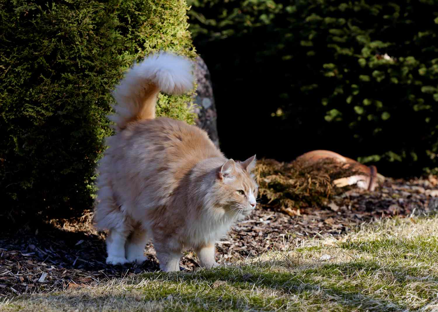 姜猫尿标记在一个花园”>
          </noscript>
         </div>
        </div>
        <figcaption id=