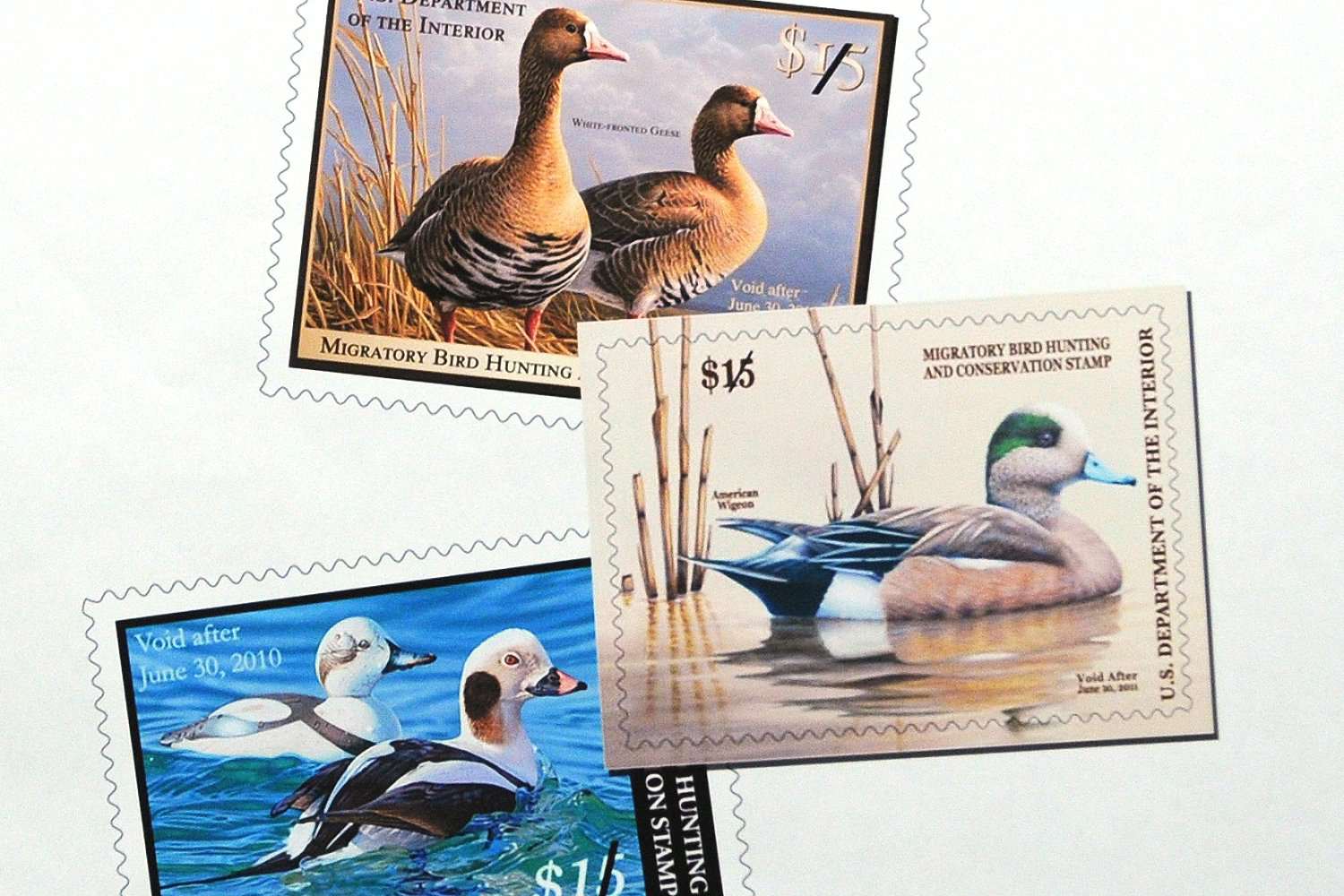 联邦鸭邮票