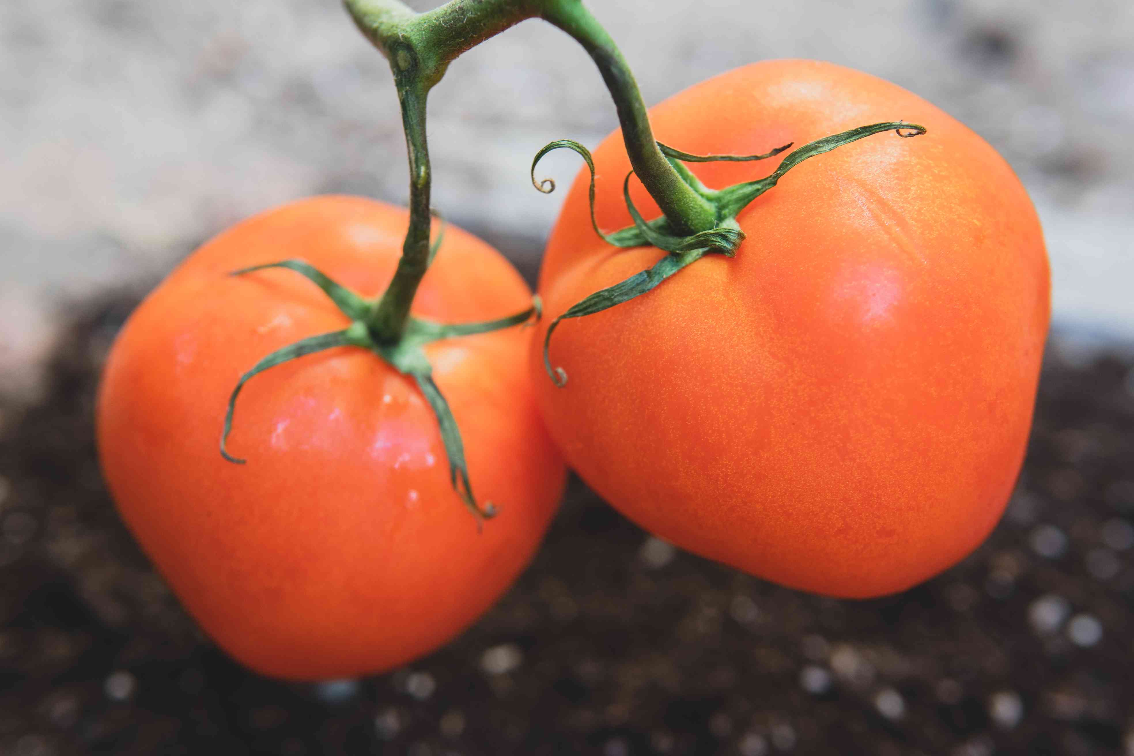 两种丰满的红色西红柿。“width=