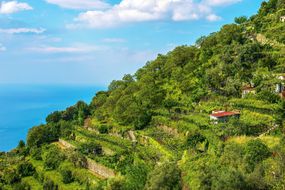 在意大利阿马尔菲海岸，一个美丽的梯田山坡上有葡萄园、果树和菜园，俯瞰地中海。
