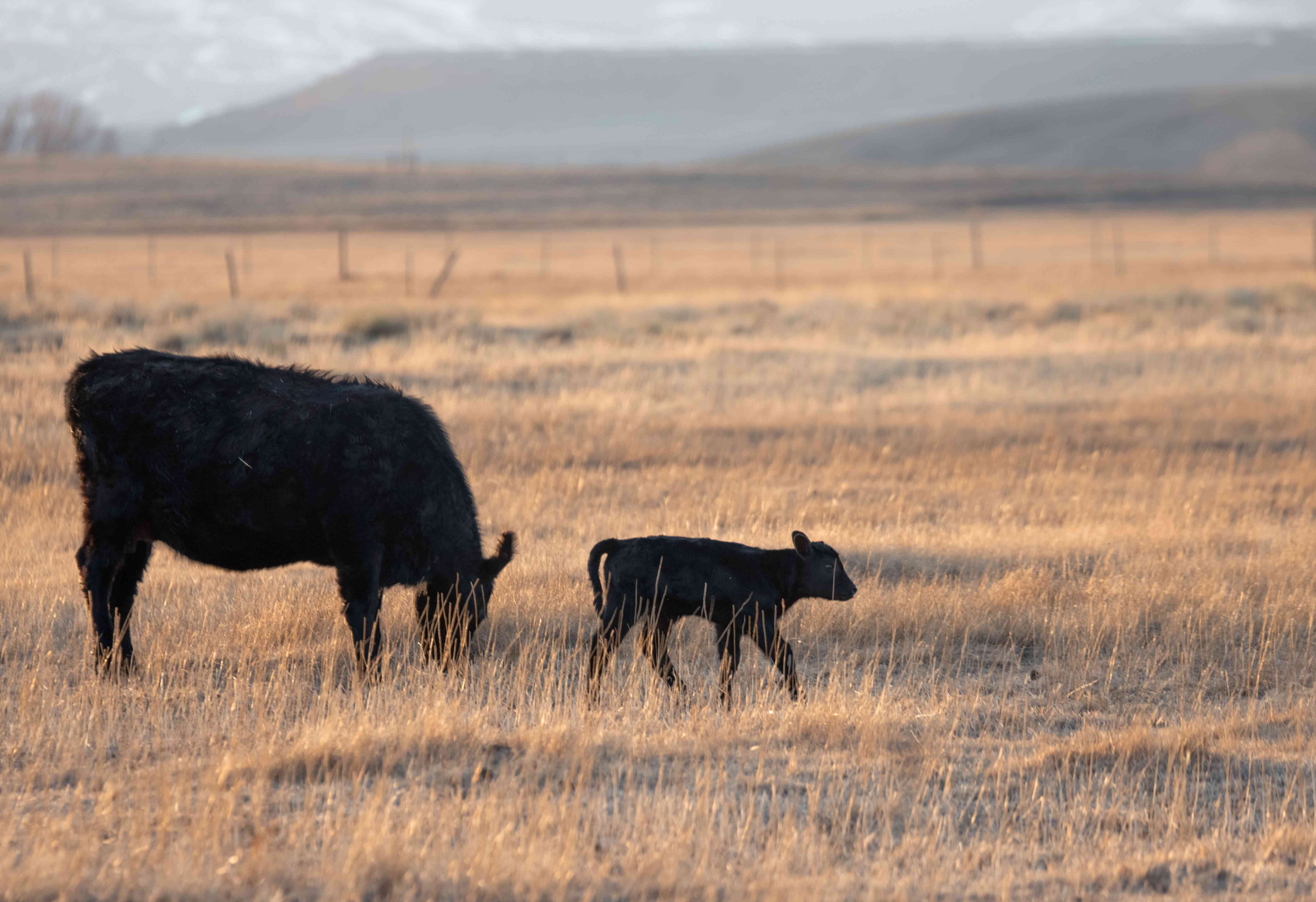 冬天棕色的草原，黑色的奶牛妈妈和宝宝，远处是群山