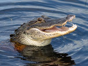 美国佛罗里达州湖的鳄鱼游泳的高角度景观。