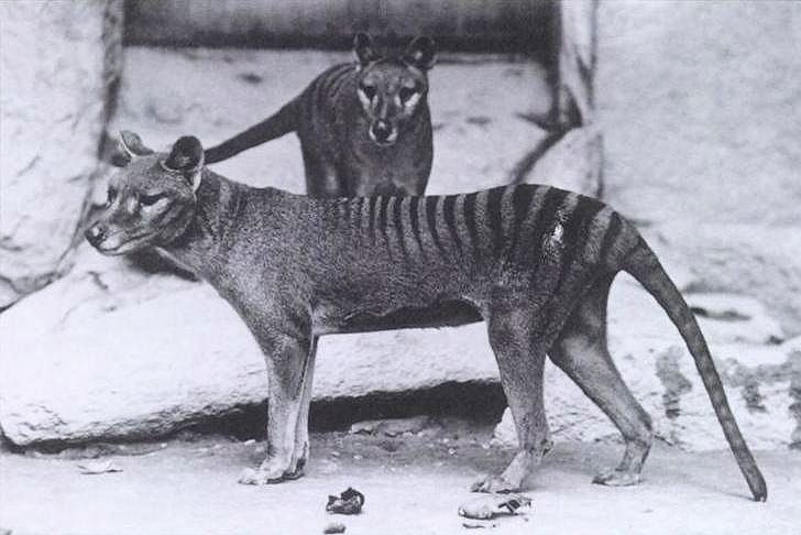 两只袋狼，一种外表像狗的动物，只是背部部分有老虎一样的条纹和长而硬的尾巴＂width=