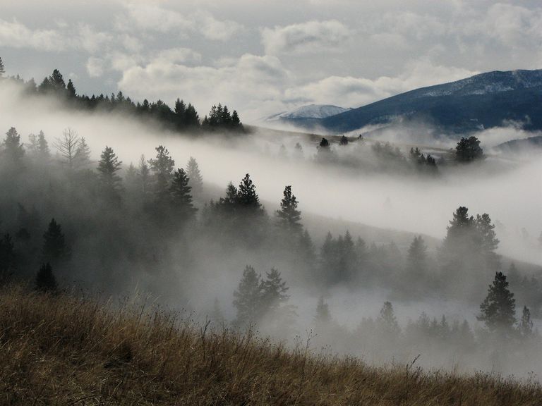 雾天里的树和山