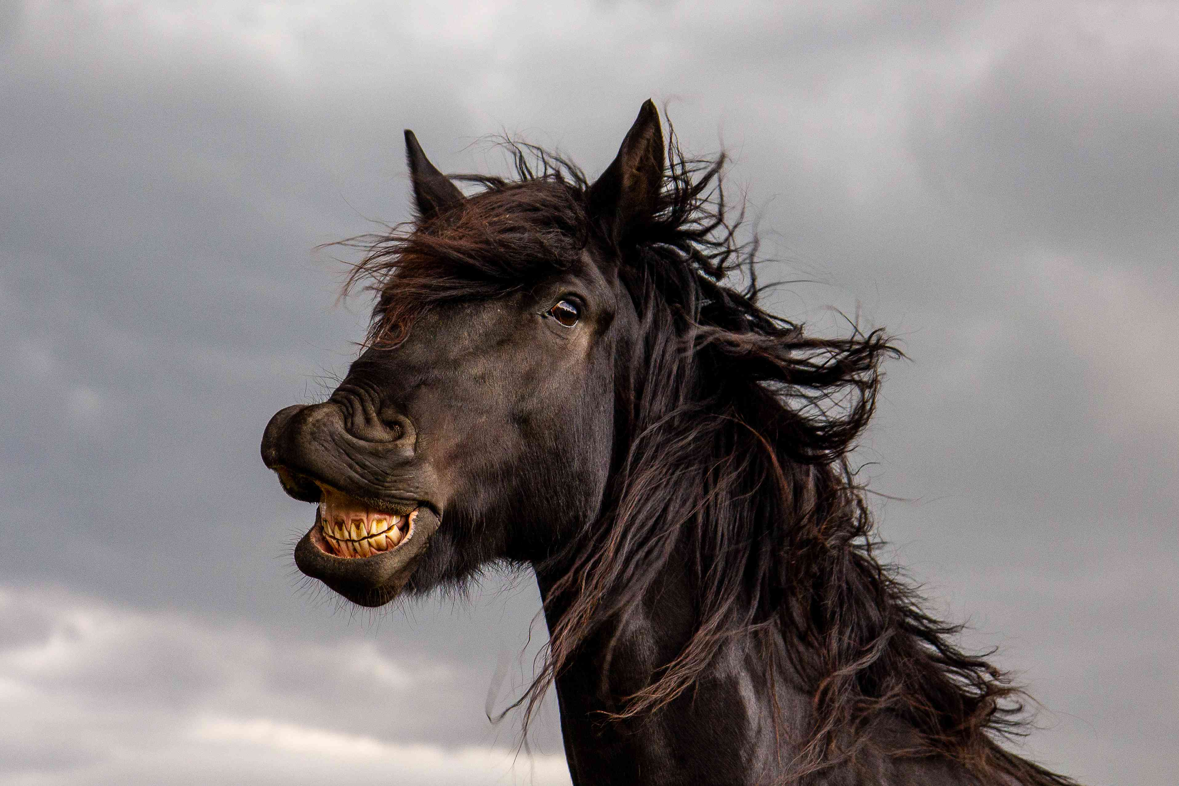 马“微笑”