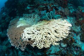 印尼瓦卡托比国家公园的死桌珊瑚白化＂width=