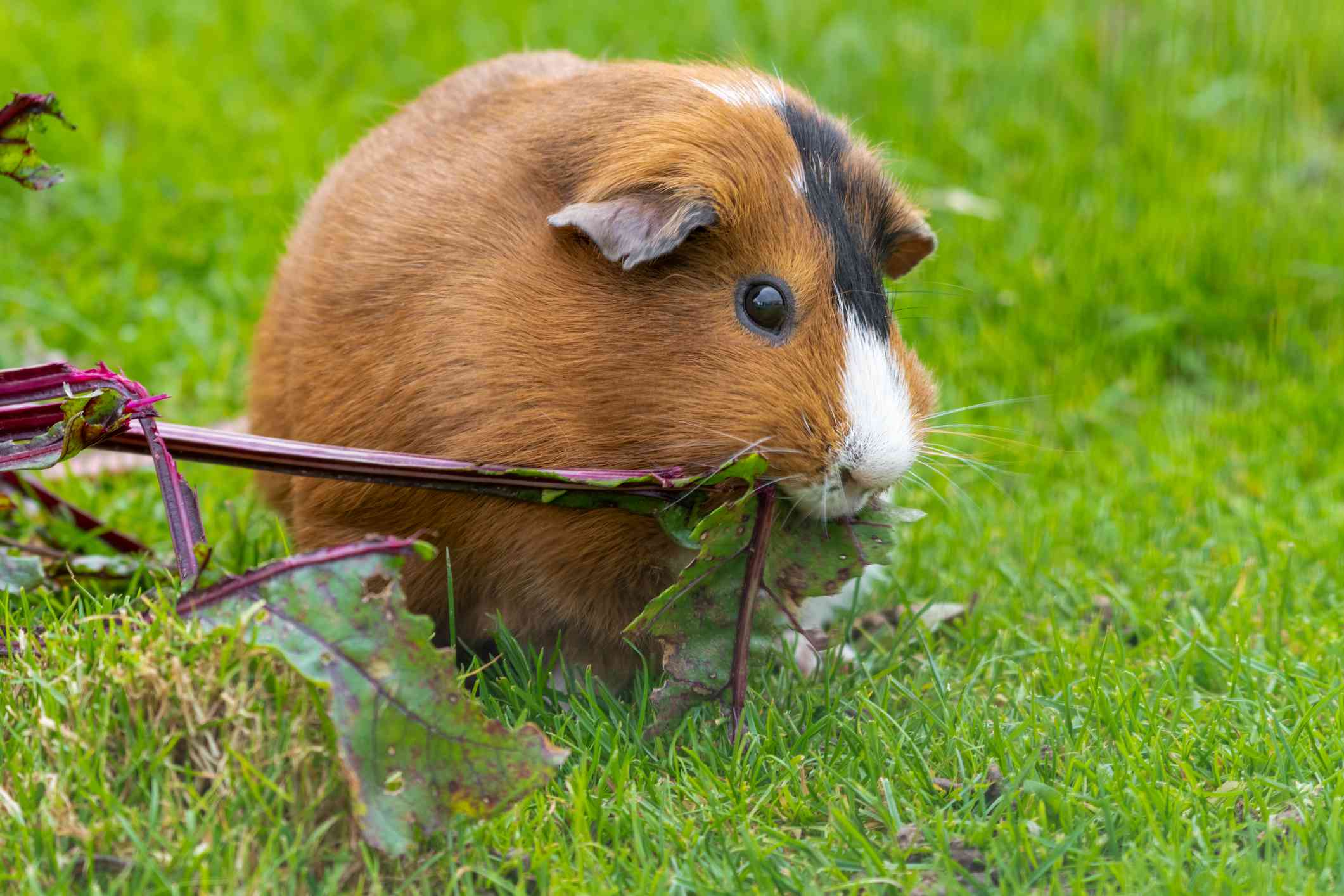 棕色和白色的豚鼠在草地上吃甜菜根＂width=