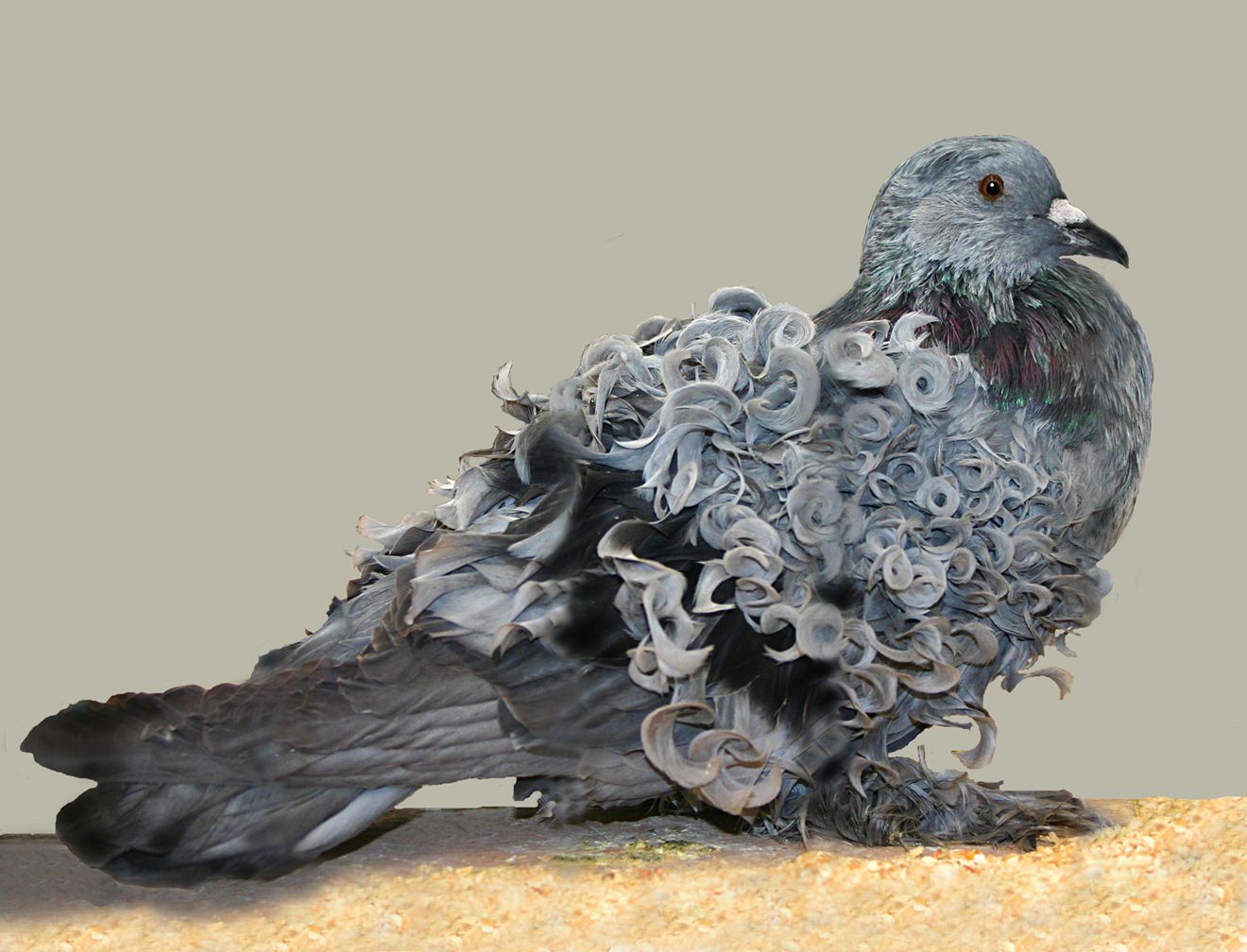 一只灰色的皱背鸽站在布满木屑的地面上