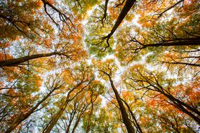 从森林地板上看到的高大的瘦树木，有明亮的秋叶“width=