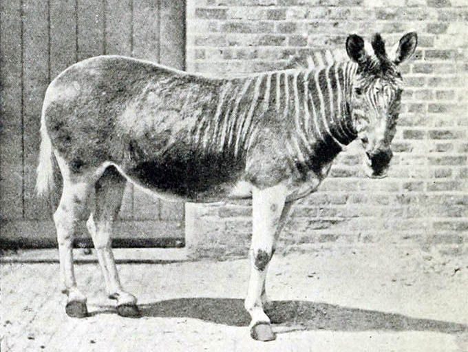 1870年左右，伦敦动物园围场里，一匹斑驴母马站在砖墙旁＂width=