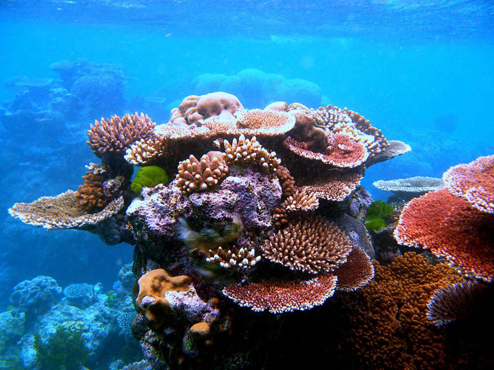 各种彩色的珊瑚。