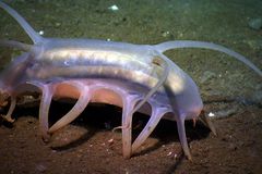 海猪是海底透明的清道夫