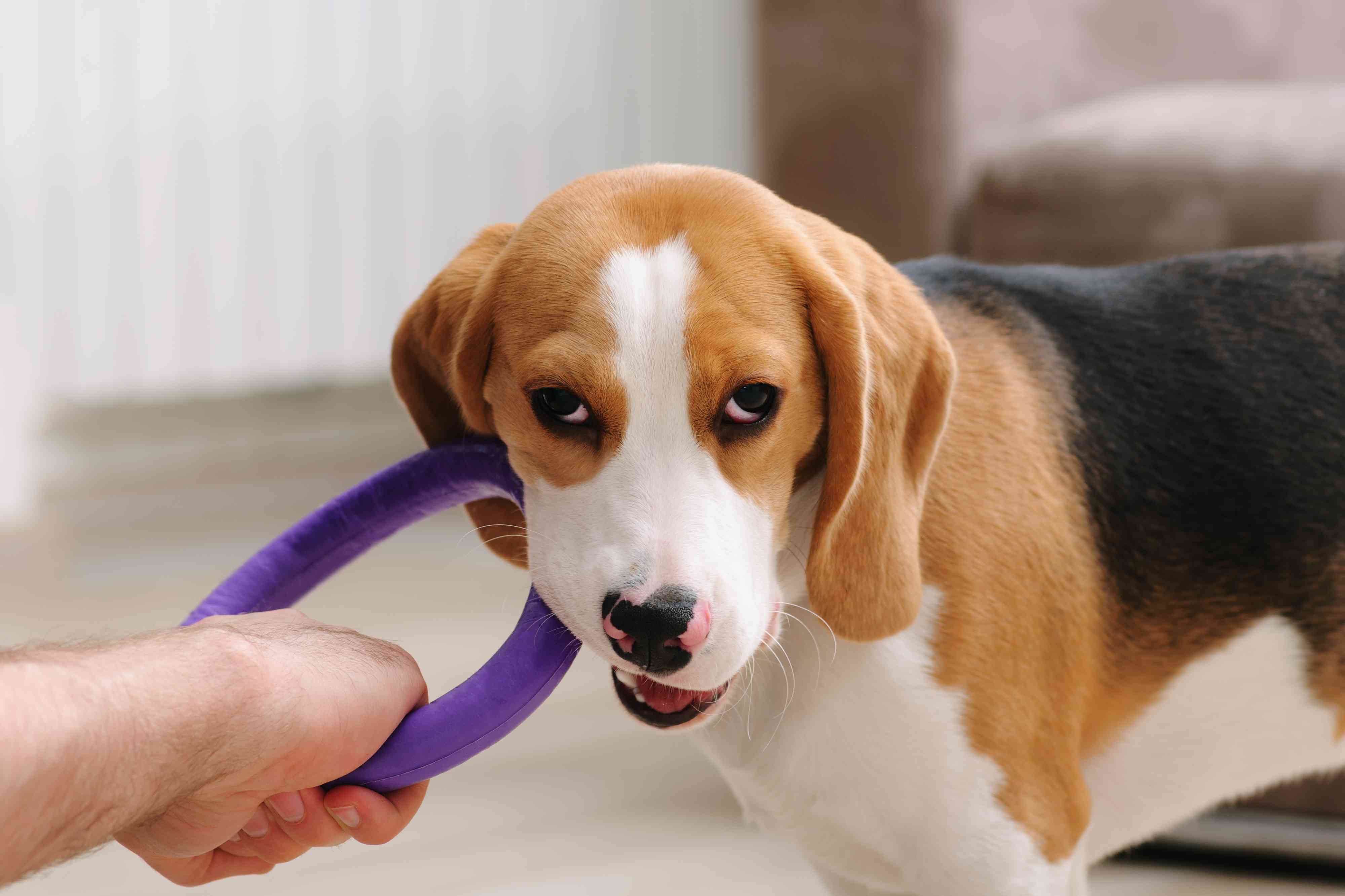 小猎犬狗嚼环狗玩具