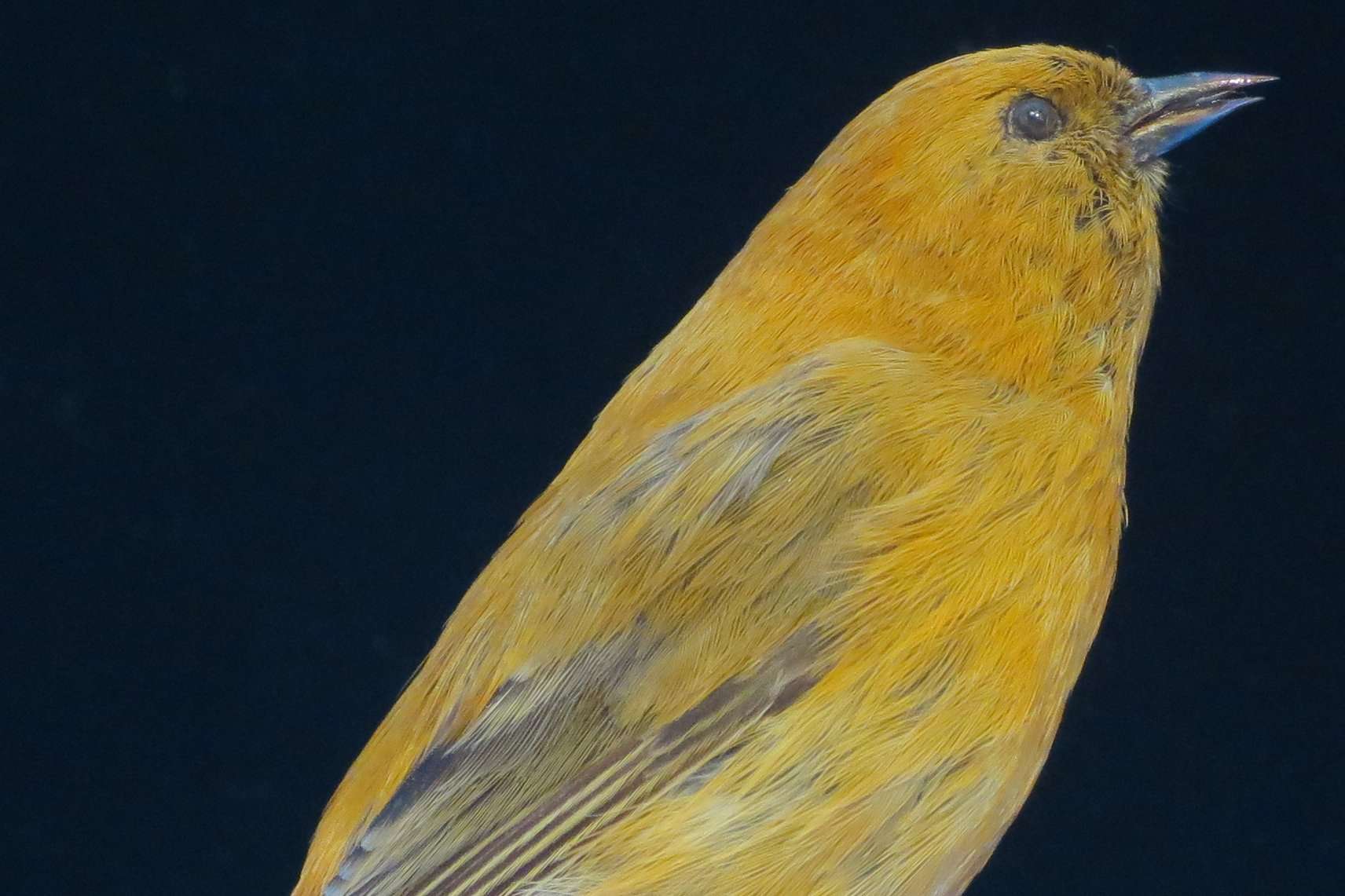 黄色和橙色的鸟，深色喙，翅膀上有灰色条纹＂width=