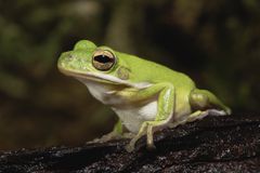 美国绿树青蛙