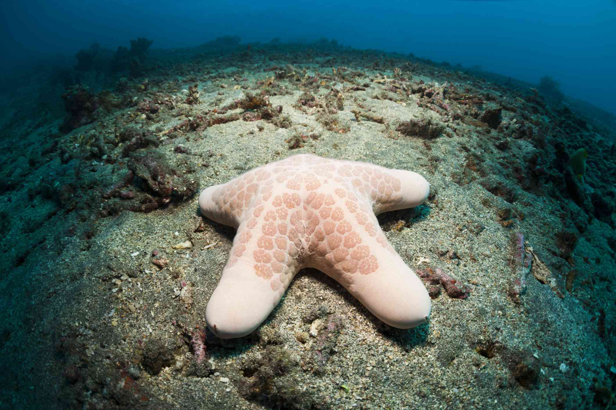 在巴厘岛有粗腿的颗粒海星＂width=