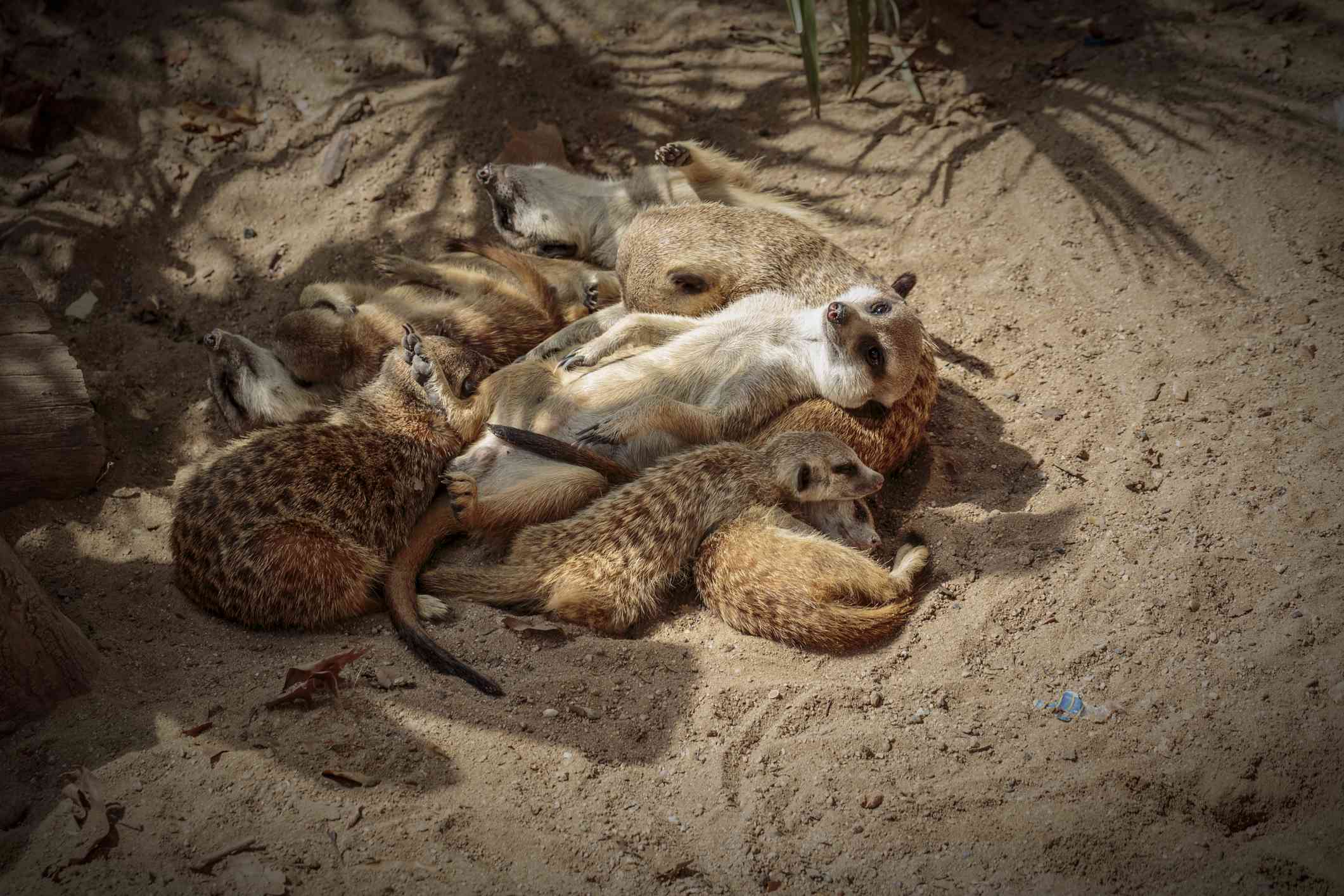 一群猫鼬挤在树荫下，叠在一起睡觉