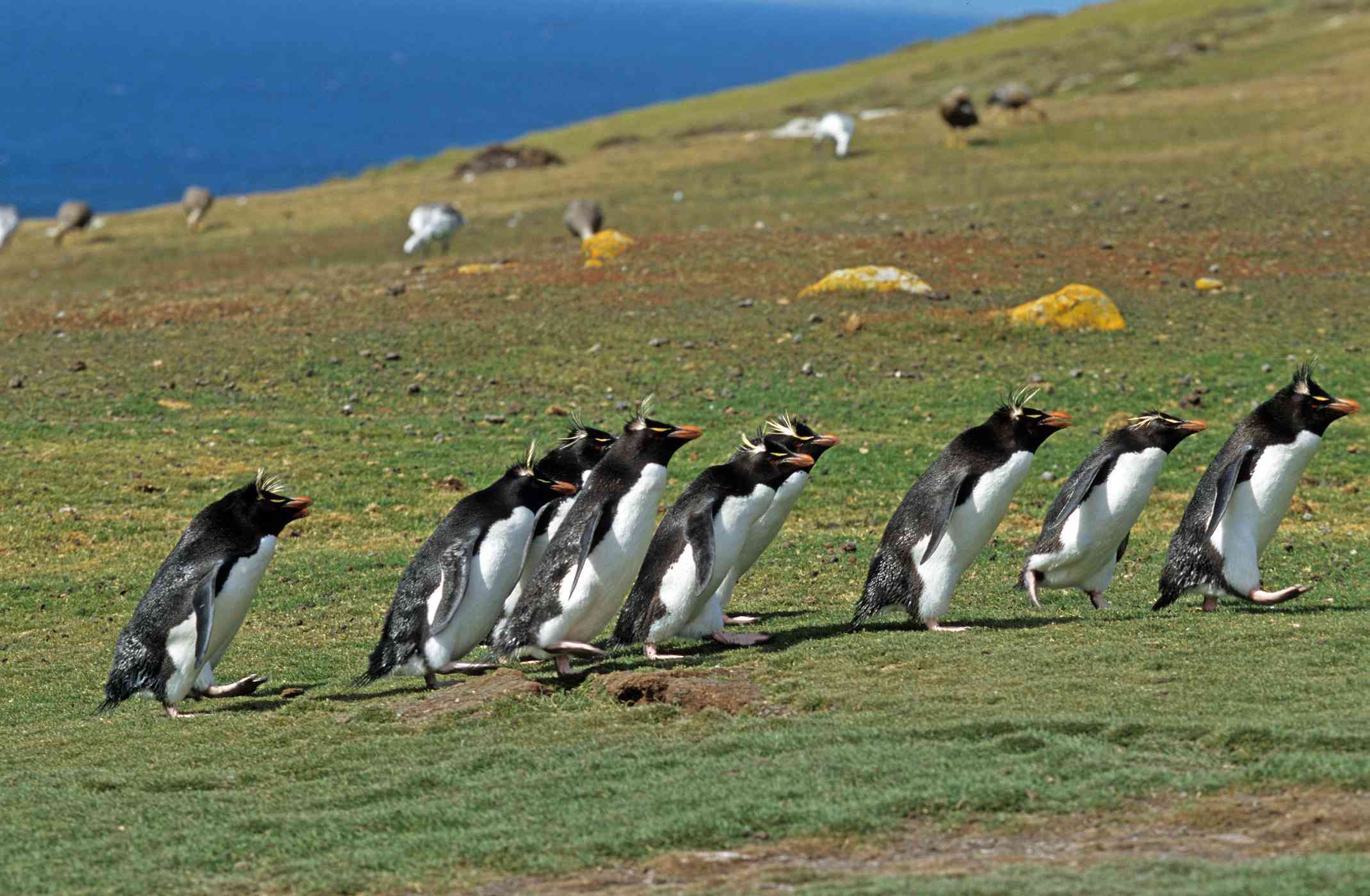 一群冠企鹅横跨草皮景观“width=