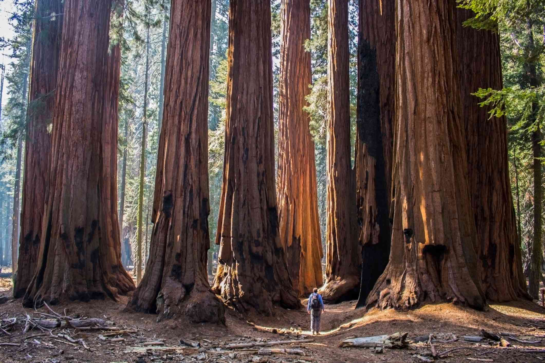 后视图的人站在巨大的红杉树在森林