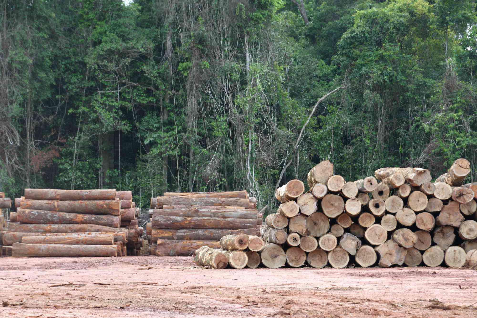 巴西森林里堆积着许多圆木＂width=