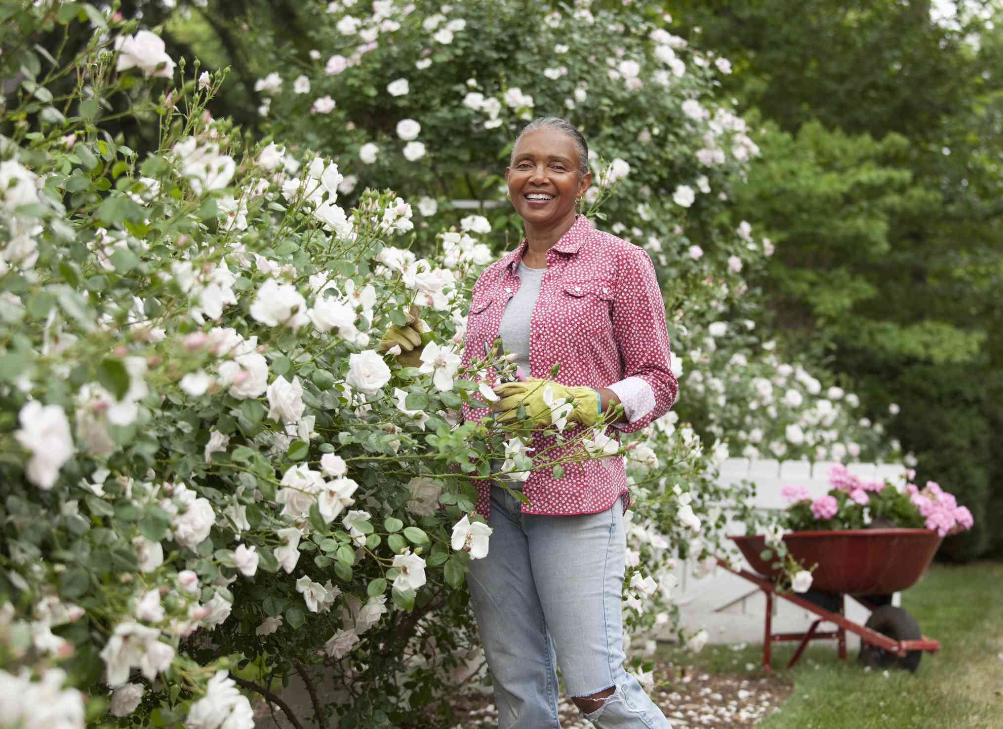 一名高级黑人妇女站在玫瑰灌木丛中。