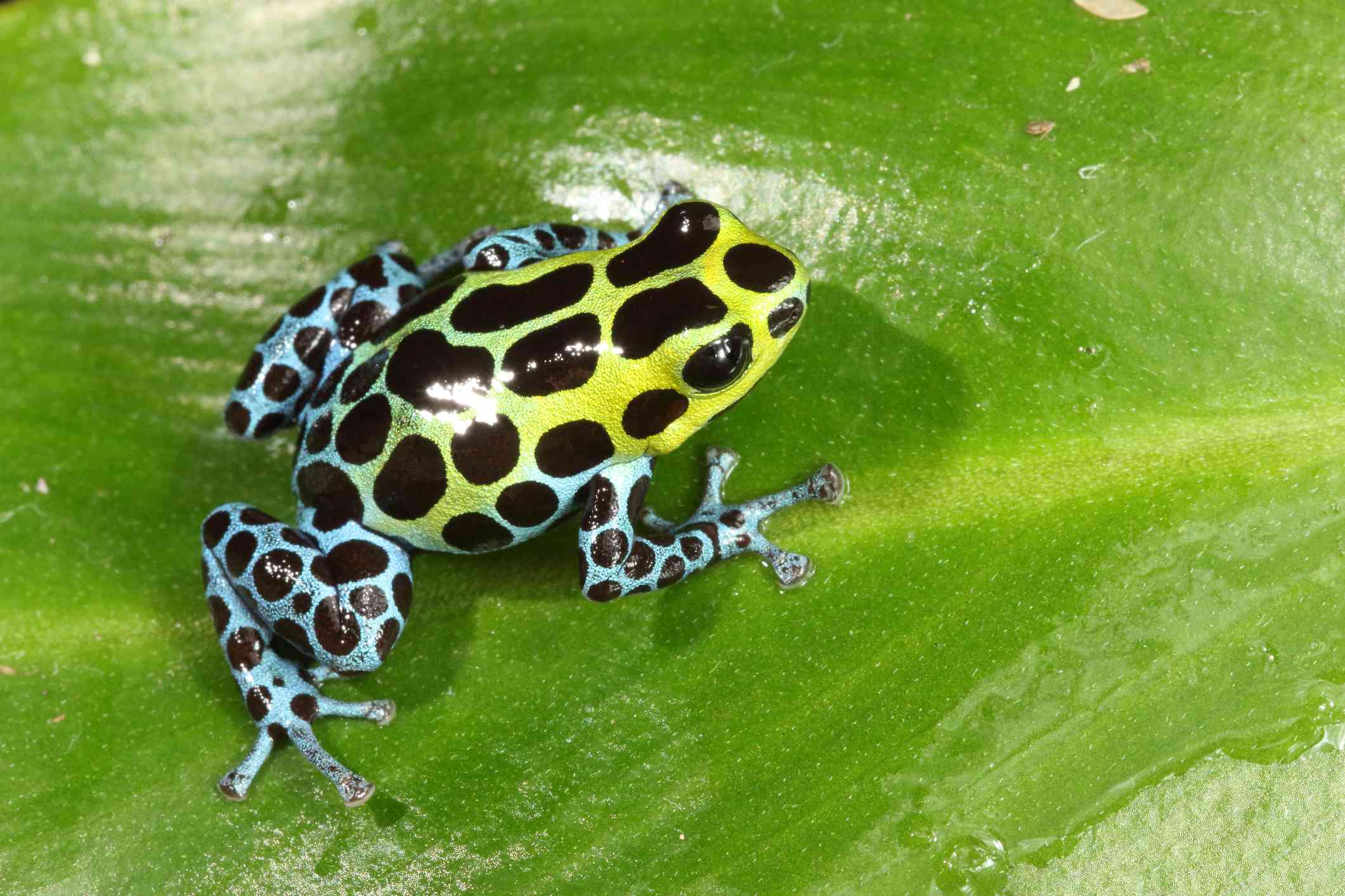 变量的蓝色的腿和绿色的身体毒蛙被黑色圆点花纹覆盖它坐落在一个大的绿叶。”width=